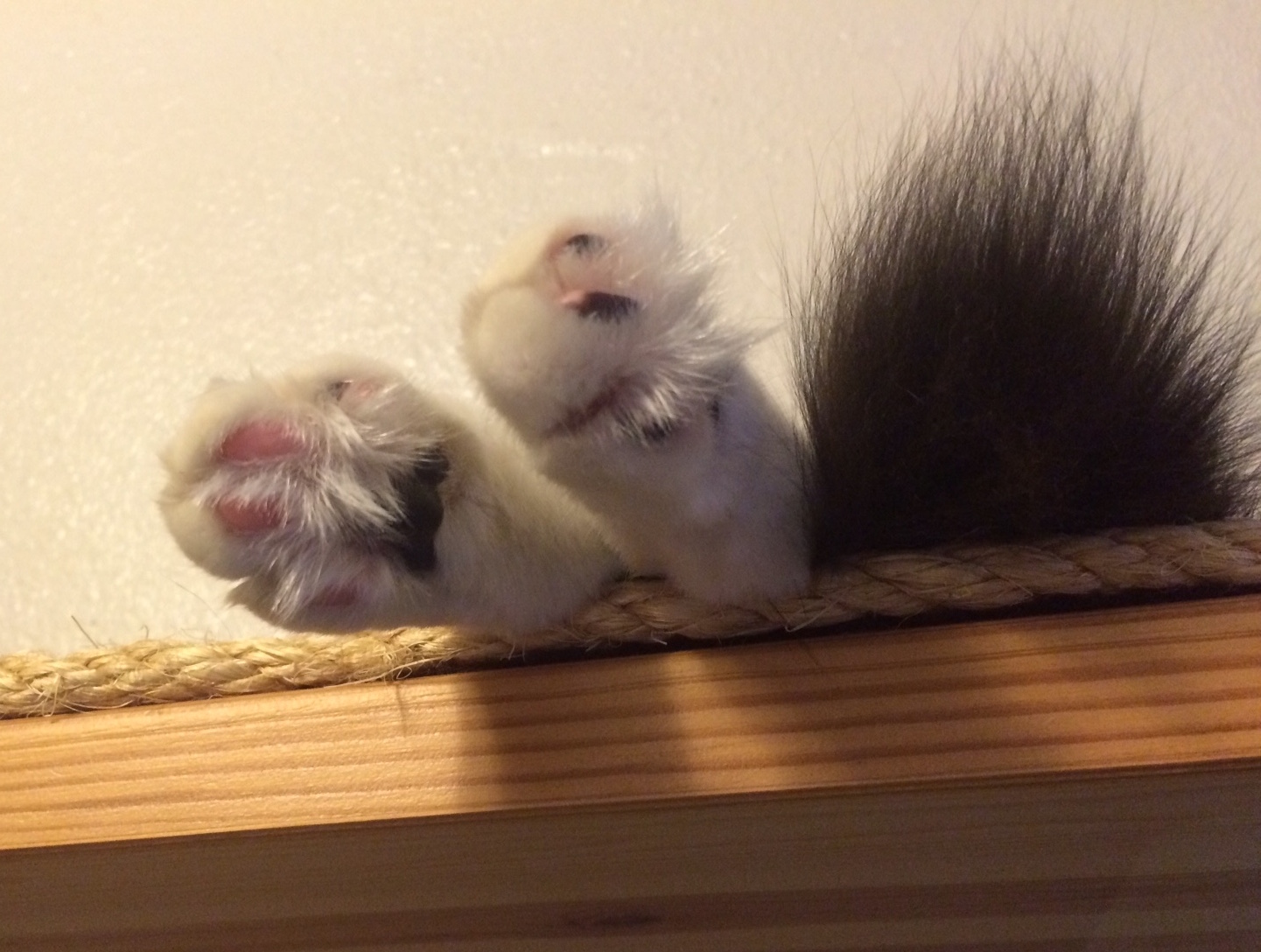 Closeup of fluffy kitty toes, hanging over the edge of a shelf.