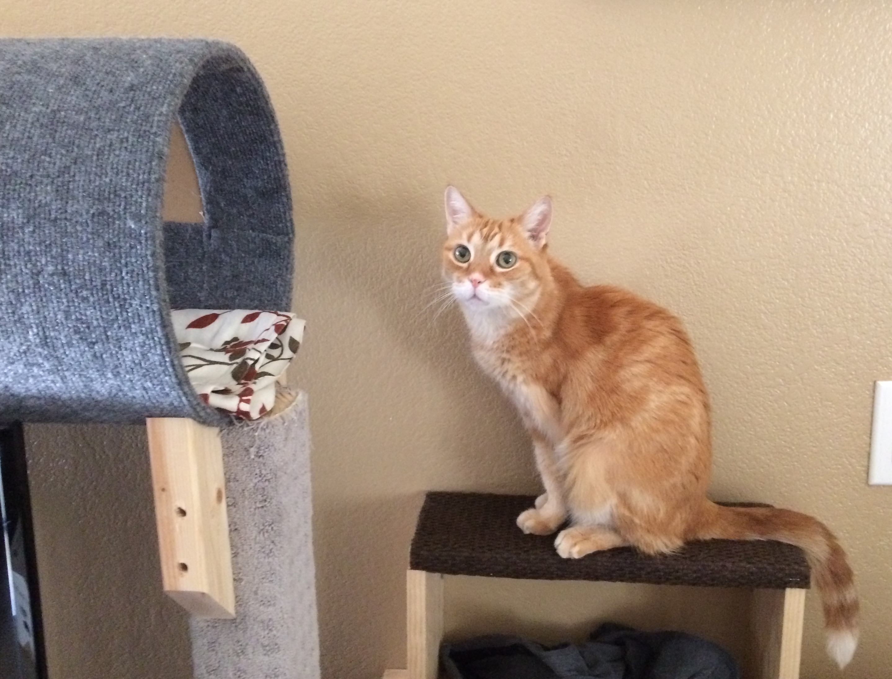 An orange tabby sitting on a step above the back of a chair.