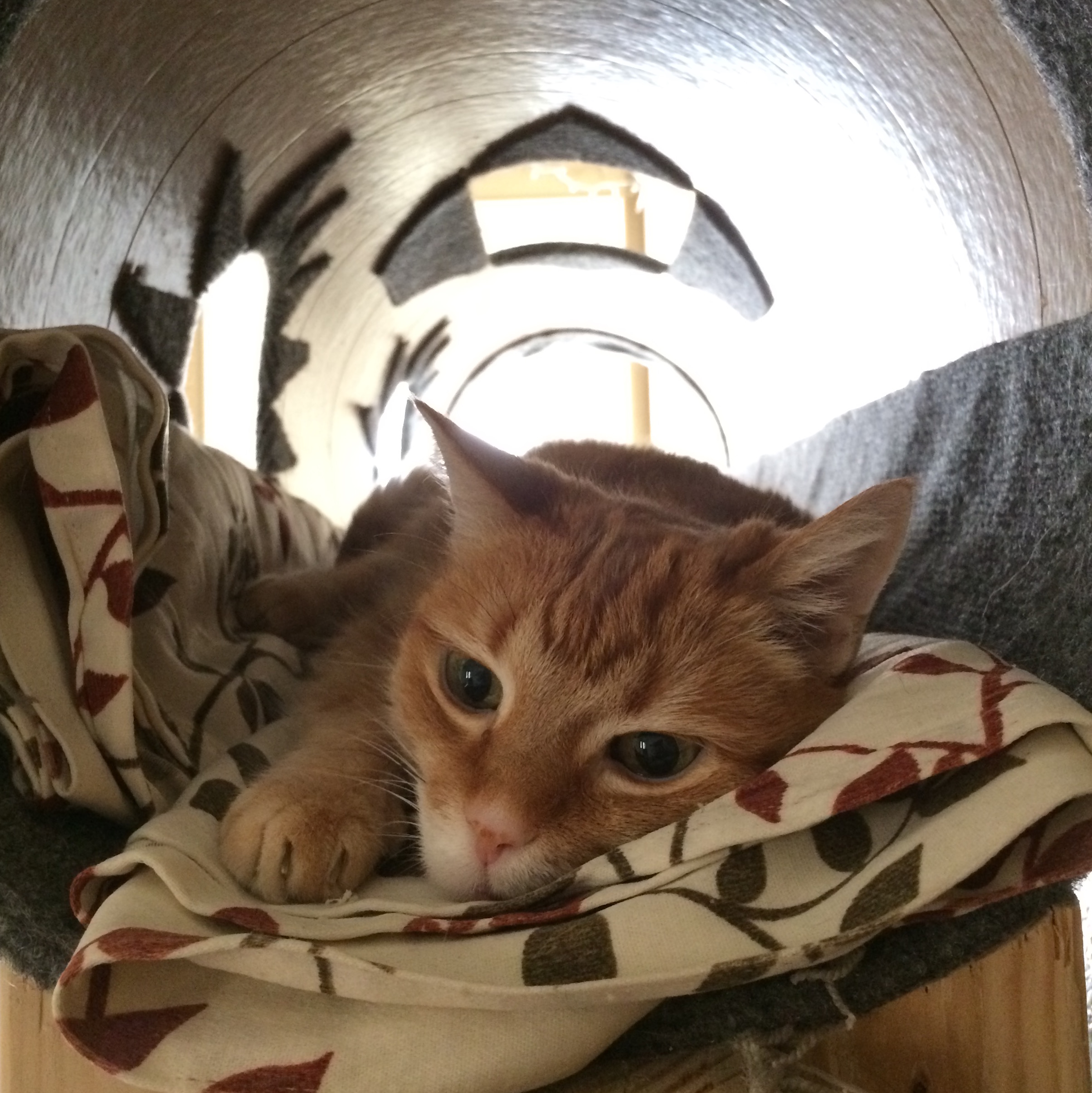 An orange tabby facing the camera, laying down inside a round tube.