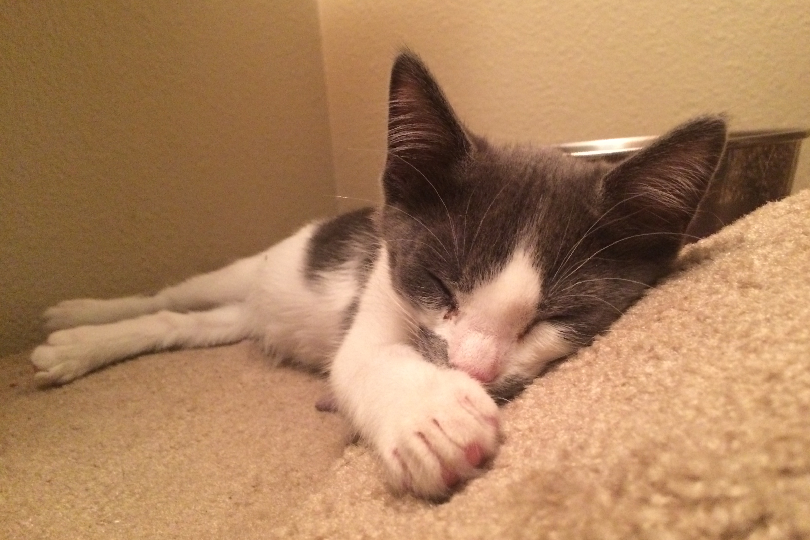 Kitten sleeping on carpet.