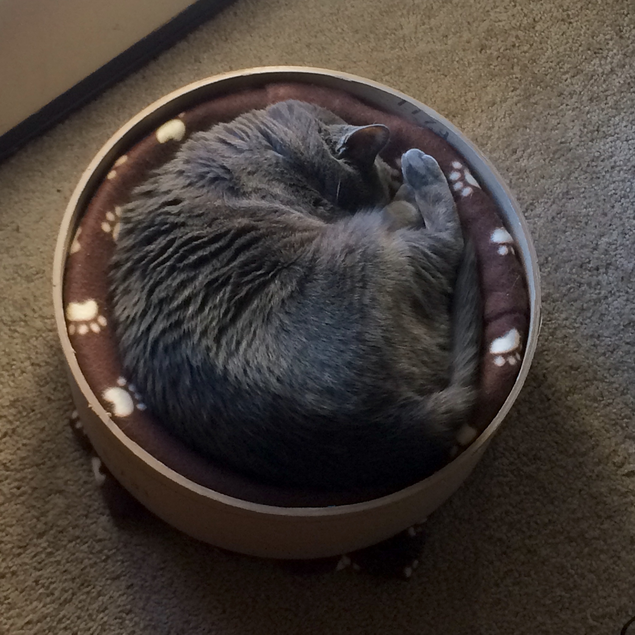 A gray tortie cat curled up inside a round cat bed.
