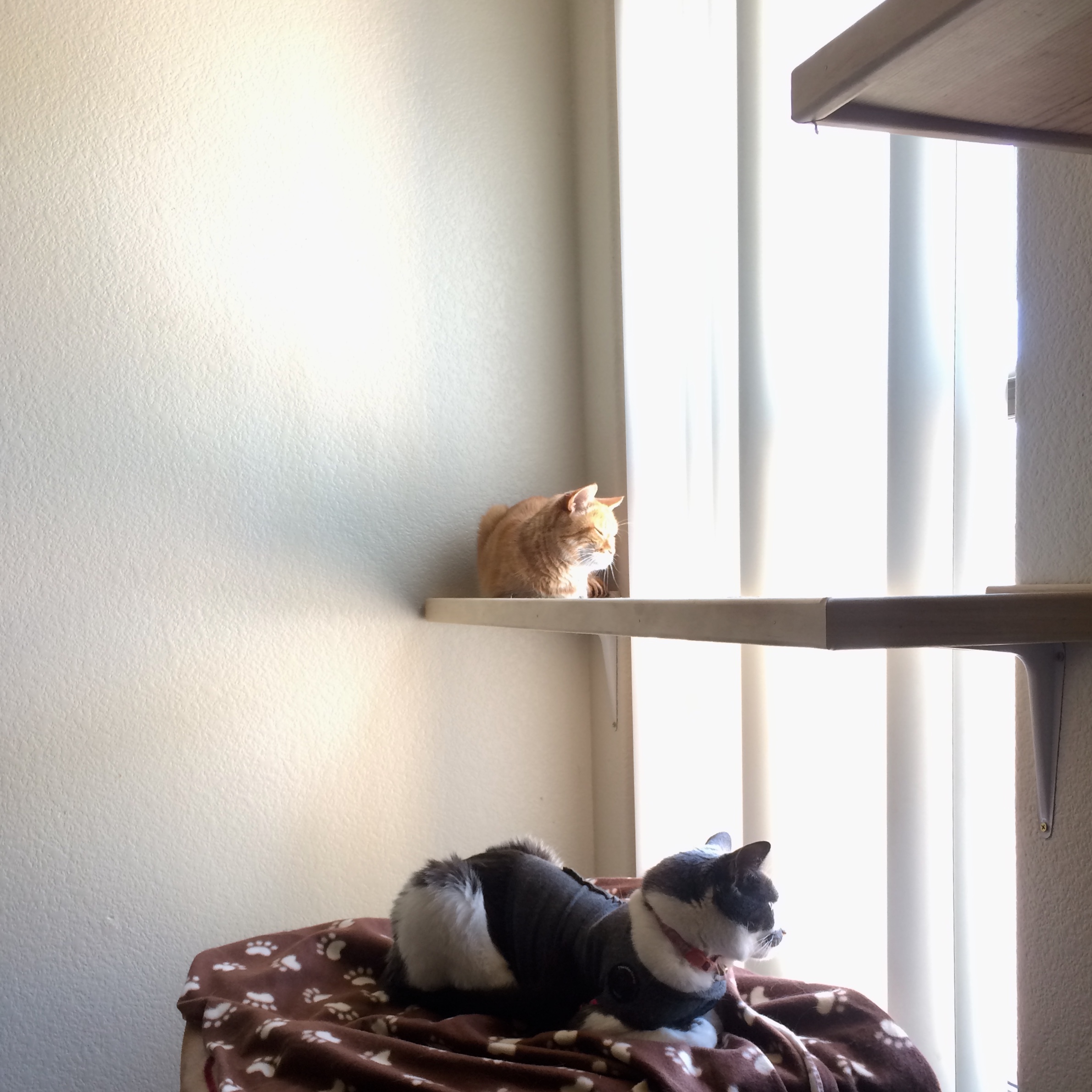An orange tabby lounging on a cat shelf. A gray and white cat wearing a Thundershirt is lounging beneath the shelf on some blankets.