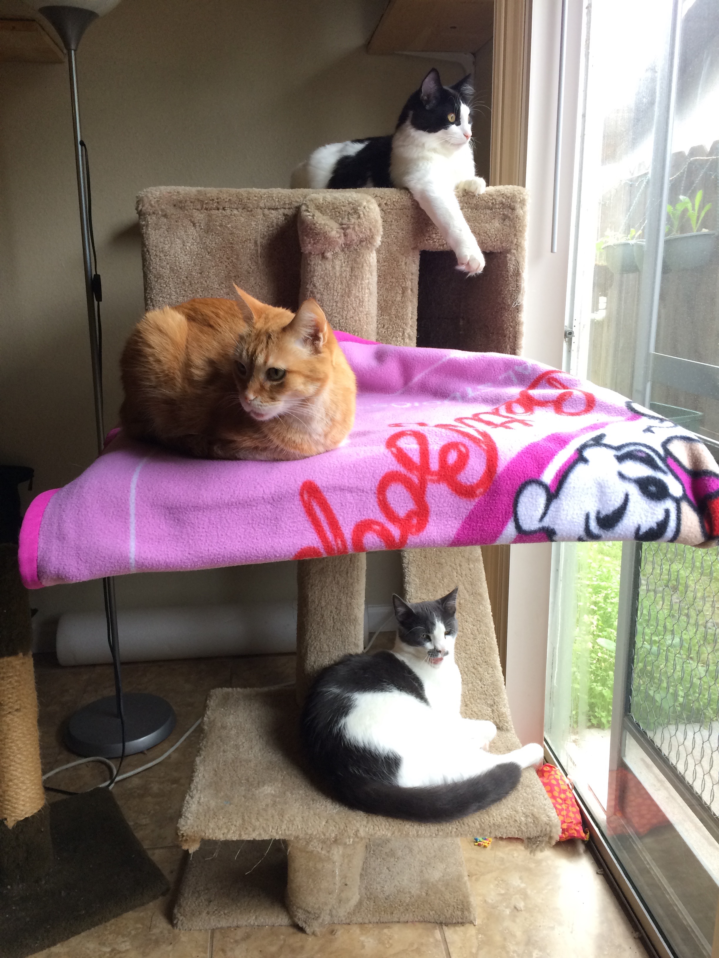 Ginger, Tycho, and Kepler enjoying the very first condo creation next to a window.
