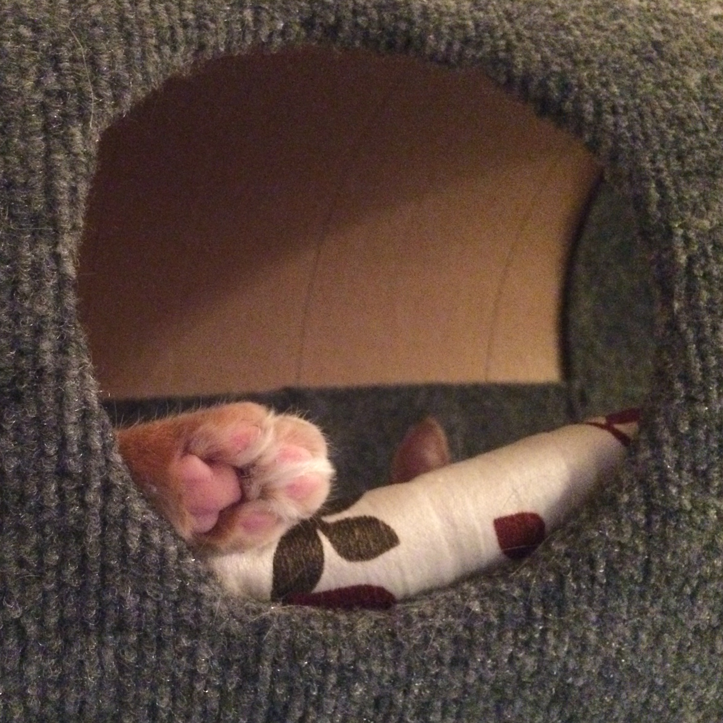 Close up of tiny kitty toe beans sticking out of the round porthole of a cat tube.